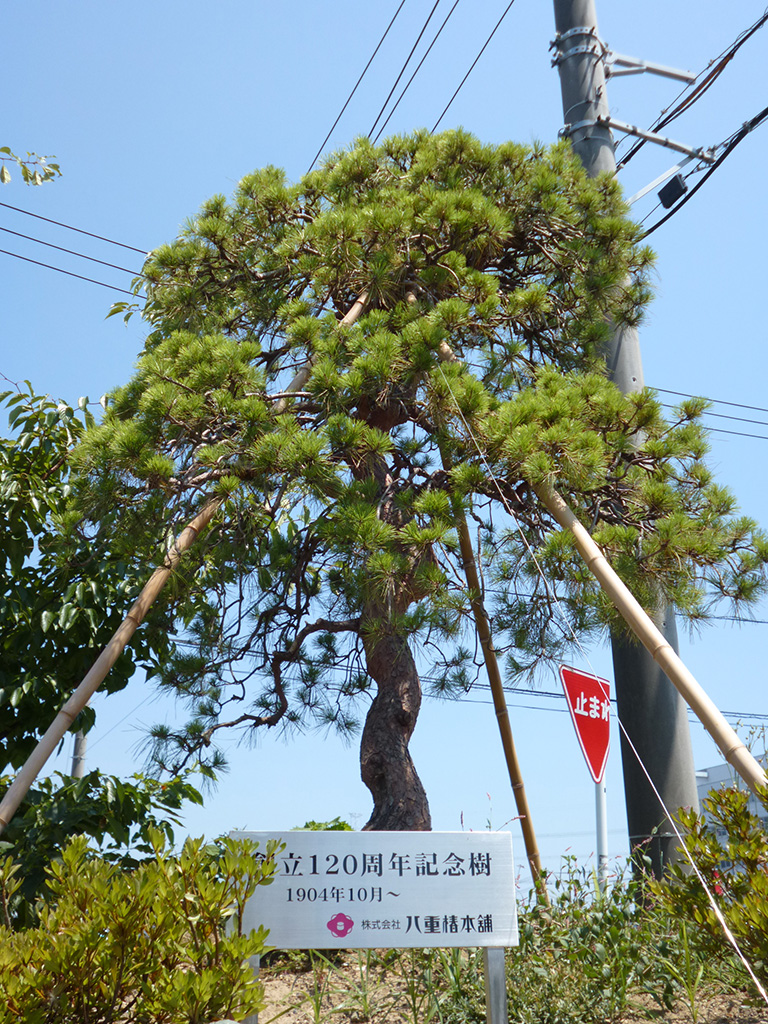 創立120周年記念樹